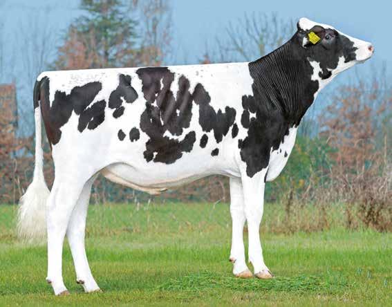 VE. 19 Lightman NL000865720468 - CF PF TM TV TL TY - aaa 243 CHARLEY SILVER HEADLINER Supershot Mogul Mogul Snowman Robust Planet MADRE: Lakeside Silver Lilly NONNA: CNN H Liner Lillie VG85 1 02-05