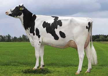 c. Agr. Go-Farm Holstein di Gozzini F.lli S.