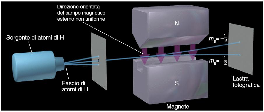 Osservazione dell effetto dello spin dell elettrone Un campo magnetico non uniforme, generato da magneti con espansioni di differenti forme, separa in due