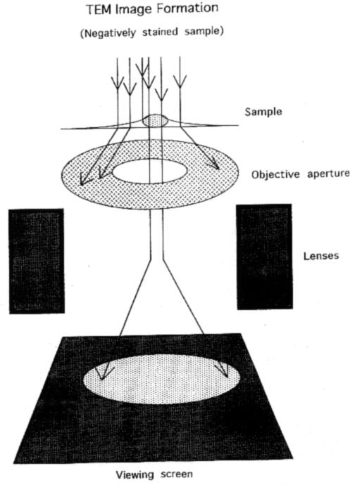 Tre tipologie di contrasto in TEM: positive staining, negative staining e shadowing Tecniche differenti sfruttano diversi