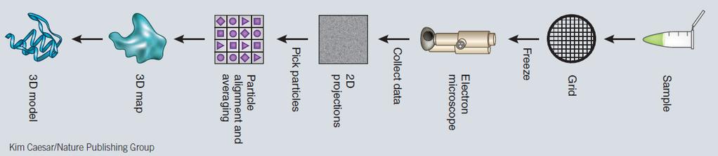 La procedura completa di lavoro del cryo-tem, dal campione di