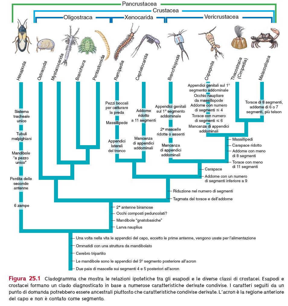 Capitolo 25 Crostacei Zoologia 16/ed C.P. Hickman Jr L.S. Roberts S.L. Keen D.J. Eisenhour A.