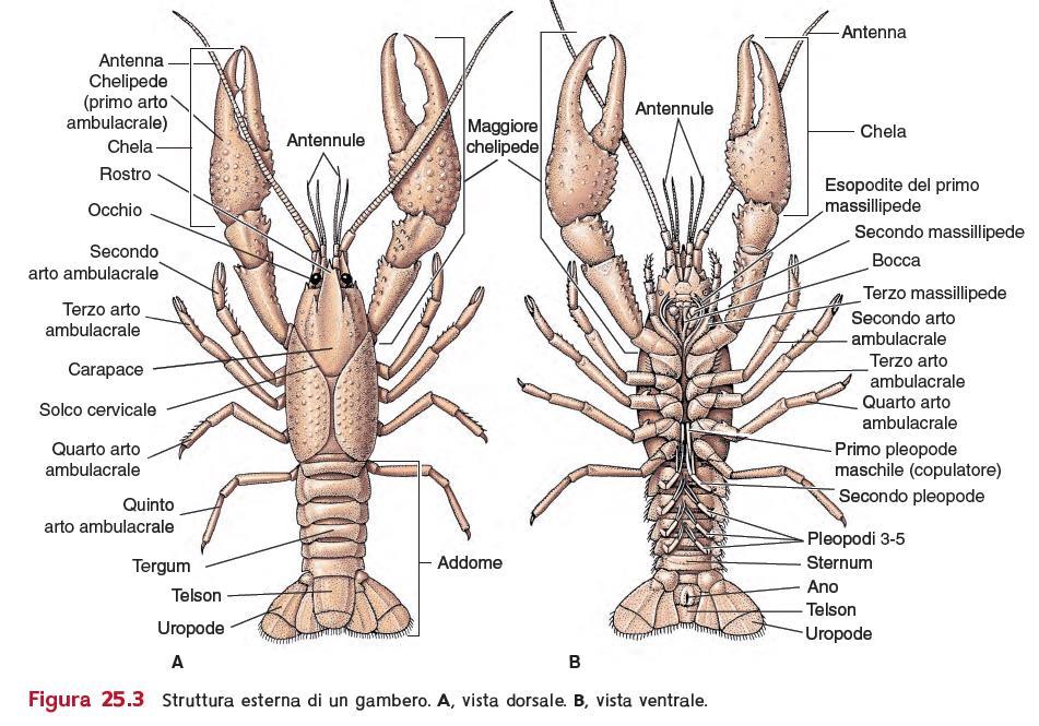 Capitolo 25 Crostacei Zoologia 16/ed C.P. Hickman Jr L.S. Roberts S.L. Keen D.J. Eisenhour A.