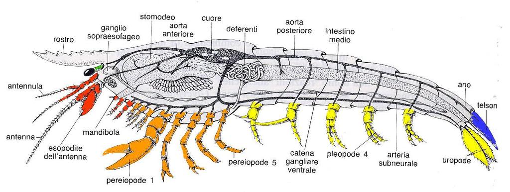 Subphylum Crustacea Oltre 40.000 specie acquatiche ma anche forme terrestri, dimensioni da 0.