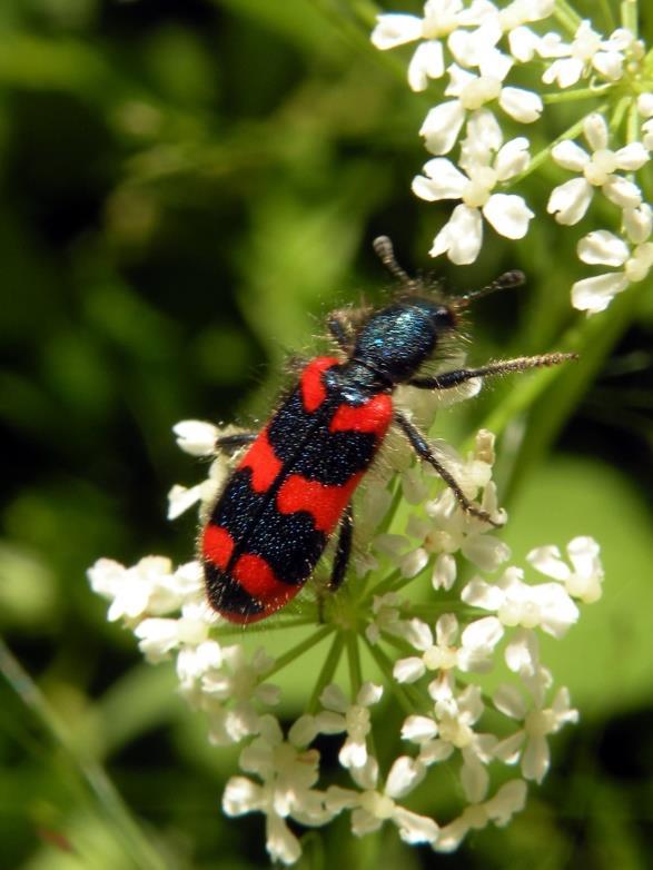 Visita guidata finalizzata alla determinazione di alcune specie entomologiche presenti in natura.