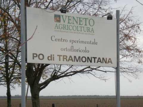 Rosolina (RO) PETUNIA, CONFRONTO VARIETALE Maggio-Settembre 2016 Sede: Centro Sperimentale Ortofloricolo "Po di Tramontana" di Veneto Agricoltura, via Moceniga n.