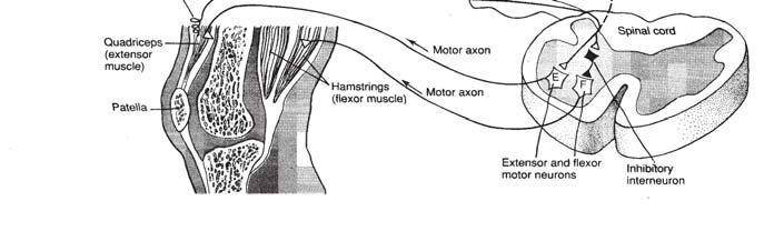 Muscoli antagonisti Reciprocal innervation Co-contraction Esempio: il riflesso patellare Stiramento del quadricipite, simula una