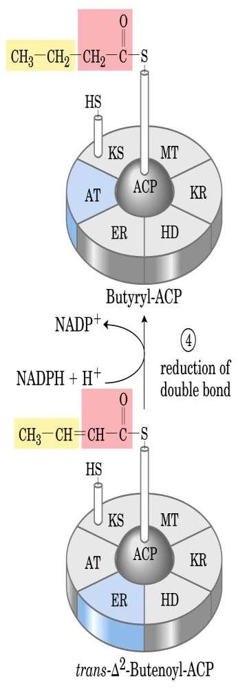 Enoil-ACP