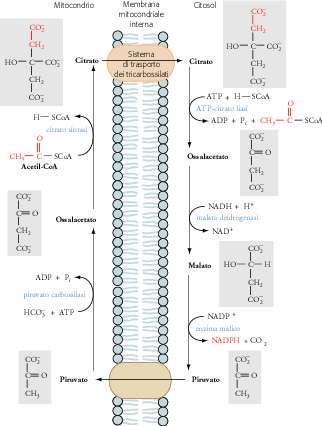 Trasporto nel citosol dell acetil-coa mitocondriale L acetil-coa