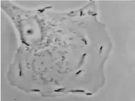 I batteri mobili si propagono da cellula a cellula formando protrusioni racchiuse da membrane che vengono incorporate dalla cellule vicine.