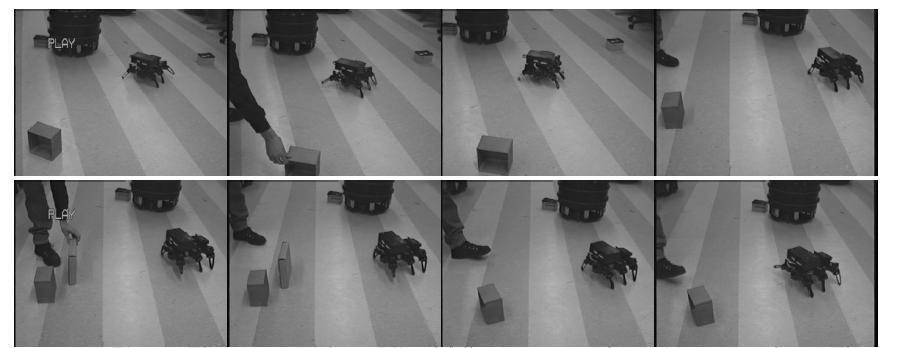 Reazione a stimoli concorrenti avvicinamento alla preda in movimento (scatola arancione) Un