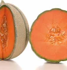 Meloni Nunhems: Cantalupi LSL Retati