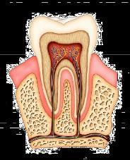 Alla nascita i denti non sono visibili perché rinchiusi all interno dell alveolo, inizieranno a crescere a partire dal 6 mese d età.