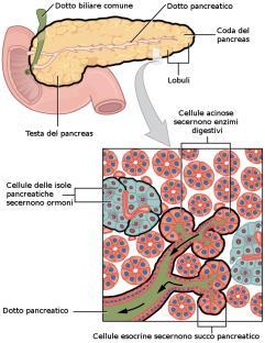 Il pancreas comunica con il duodeno attraverso il dotto pancreatico; il fegato invece comunica attraverso il coledoco.