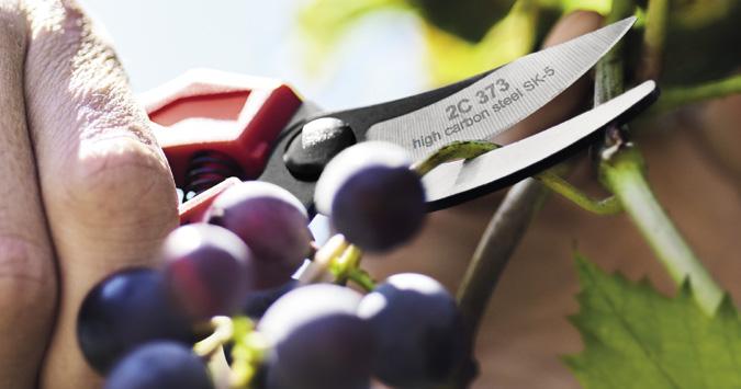 fissa / Professional pull stroke pruning saws 17 RACCOLTA / HARVEST Forbici cogliuva / Grape harvesting shears 19 INNESTO / GRAFTING