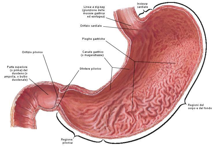 cardias pliche piloro duodeno L intestino tenue, diviso in due parti (digiuno ed ileo) è costituito da tubo lungo circa 5 metri che è avvolto su se stesso in
