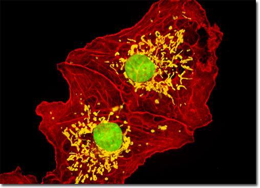 Microscopia di fluorescenza Immagine a falsi colori mitocondri giallo