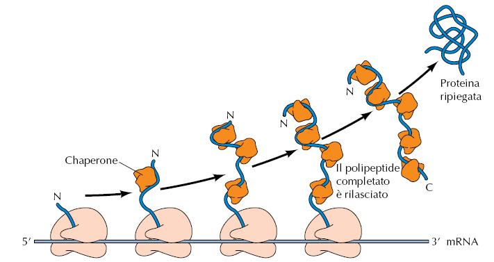 Le catene polipeptidiche assumono spontaneamente la loro conformazione tridimensionale, spesso anche man
