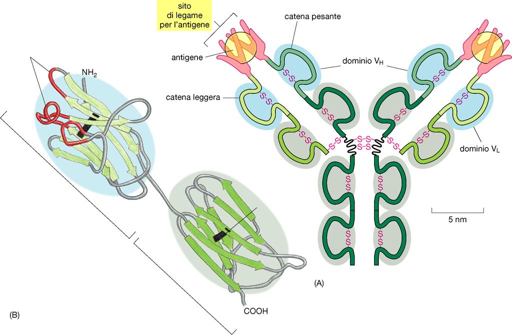 Negli anticorpi i siti di legame