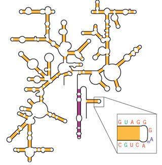 Struttura bidimensionale di un rrna batterico Il ribosoma è costituito per due terzi da RNA e per