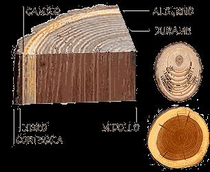 Il legno è un tessuto vegetale, formato prevalentemente da cellulosa e lignina, che costituisce il tronco, i rami e le radici.