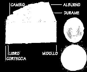 LIBRO, strato sottile flessibile che consente il passaggio della linfa discendente; 3. CAMBIO, primo strato legnoso in via di formazione; 4.