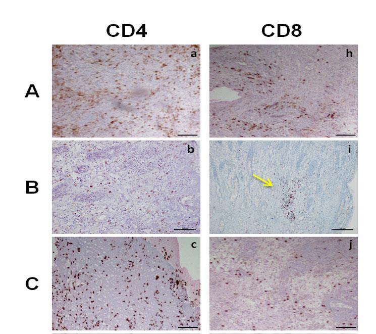 IMMUNOISTOCHIMICA