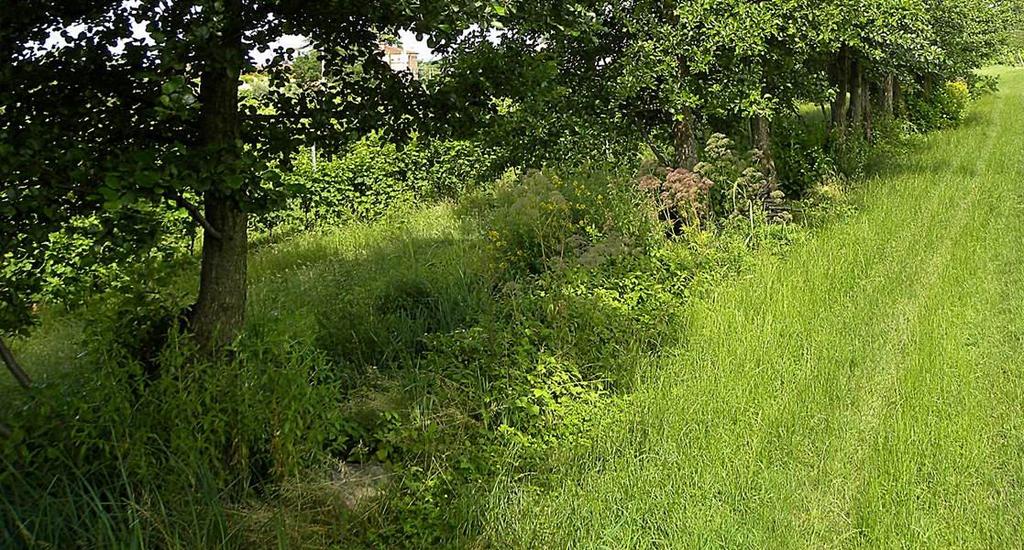 Inserimento di Populus alba, Ulmus minor,