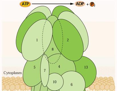 plasmalemma H -ATPasi