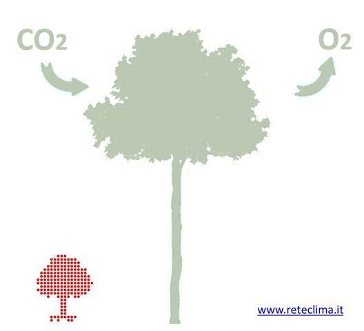 INOLTRE L'IMPRONTA CARBONICA DI UN OLIVETO L'impronta carbonica di un oliveto è paragonabile a quella di una foresta e
