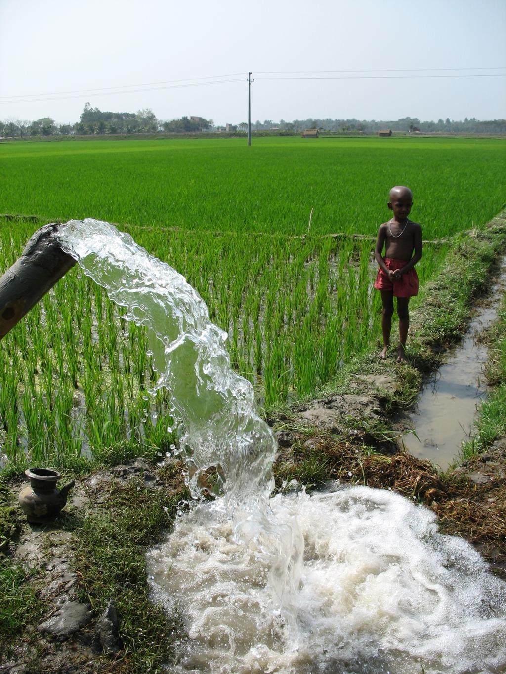 L arsenico nell acqua e nel riso nel Sud-Est Asiatico.