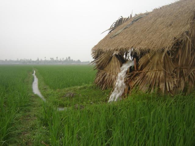 L acqua e il riso L irrigazione con acqua di falda permette
