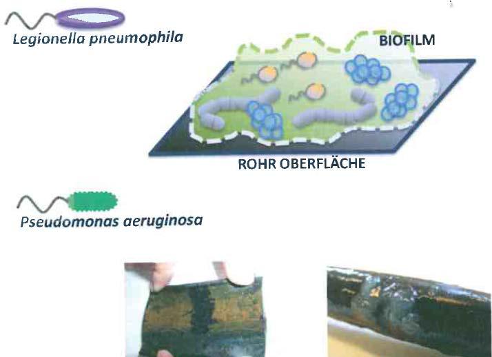 acquatica è irrilevante, ma la formazione di biofilm