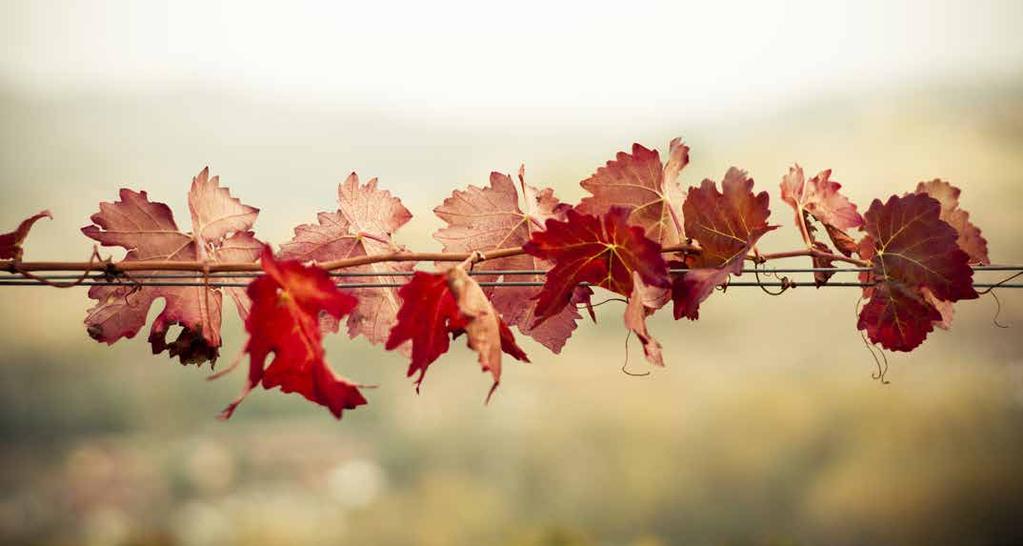 SOCIETÀ ALESSANDRINA DI ITALIANISTICA CORSO DI ALTA FORMAZIONE IN DIRITTO VITIVINICOLO Settembre - Ottobre 2018 TENUTA MONTEMAGNO Via Cascina Valfossato, 9 - MONTEMAGNO (ASTI) 28 SETTEMBRE 2018 14.