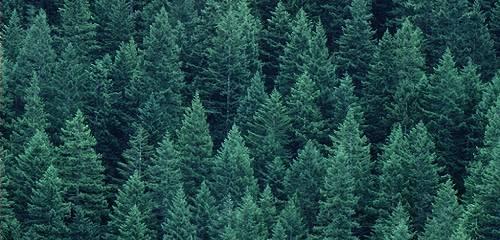 Principali caratteristiche del patrimonio boschivo italiano. L espansione delle risorse forestali.