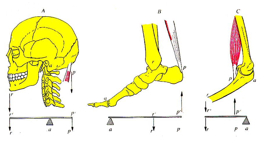 I muscoli come leve Tendine di Achille Muscoli della nuca Muscolo bicipite A: leva di primo tipo (articolazione atlanto-occipitale), svantaggiosa, I genere