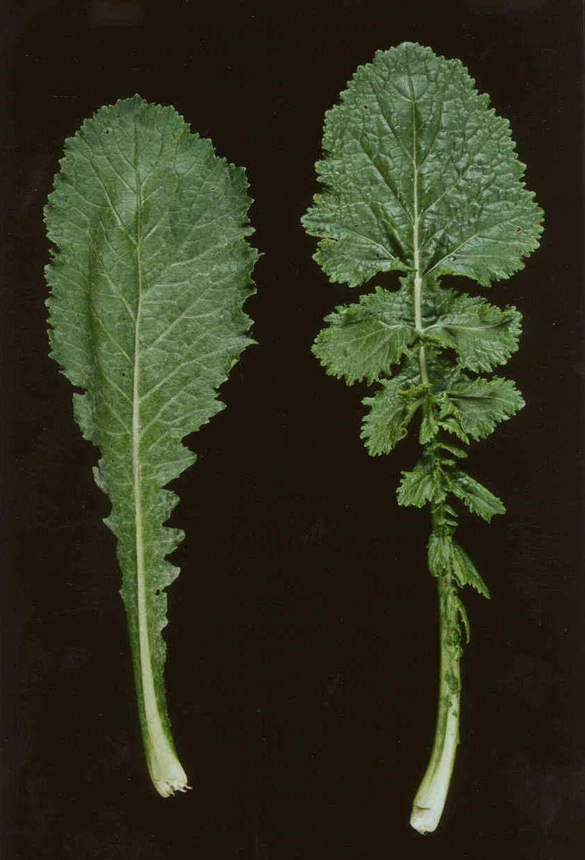 5 -/5 100-130 FOGLIA: tipo 1 intera Polybra 2 lobata Samson 1 2 La valutazione del lobo si effettuerà su diverse foglie della pianta.