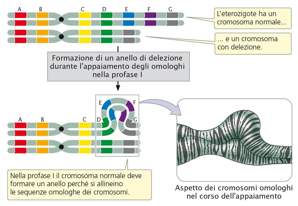 Le delezioni Un secondo tipo di riarrangiamento cromosomico è costituito dalla delezione cromosomica, che consiste nella perdita di un segmento cromosomico (figura 8.4b).