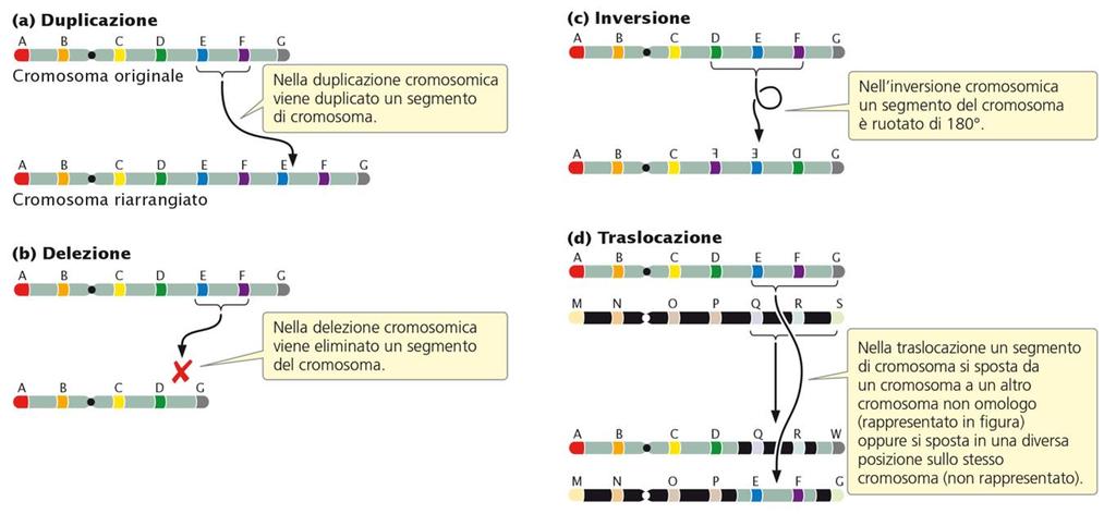 I riarrangiamenti cromosomici sono mutazioni che cambiano le strutture dei singoli cromosomi.
