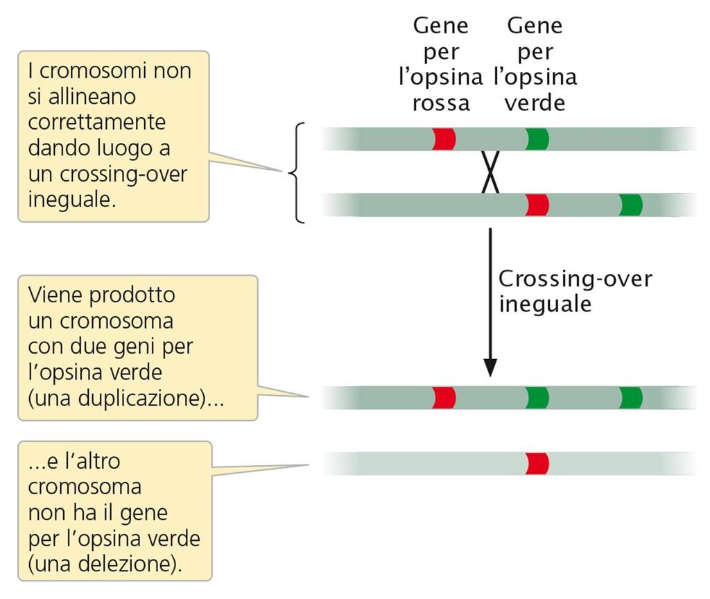 Le duplicazioni e le delezioni spesso hanno origine da crossing-over ineguali, in cui i segmenti duplicati di cromosomi non si allineano correttamente nel corso del processo.