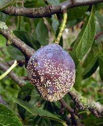 Materiali da compostare Si possono inserire nel cumulo tutti gli scarti vegetali delle