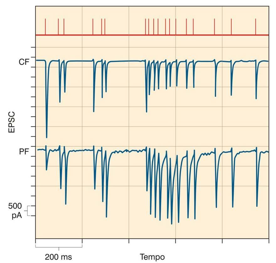 Facilitazione e depressione sinaptica Registrazioni dalle sinapsi tra fibre parallele (PF) e fibre rampicanti (CF)