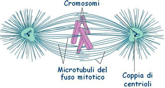 I microtubuli portano alla