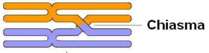 Il materiale genico presente sul cromatidio di un cromosoma passa sul cromatidio del