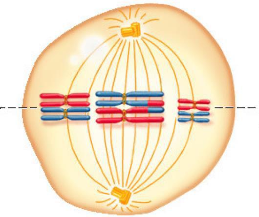I microtubuli del fuso trasportano i cromosomi omologhi