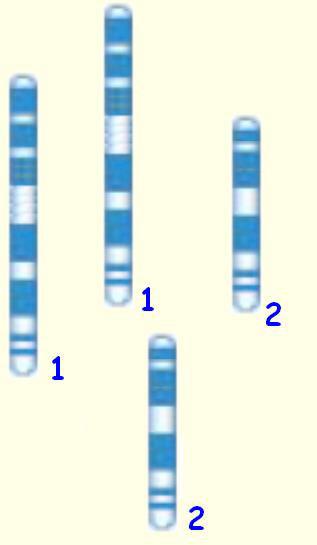Diploide (2n) Diploide (2n) Fase S Ogni cromosoma ha una