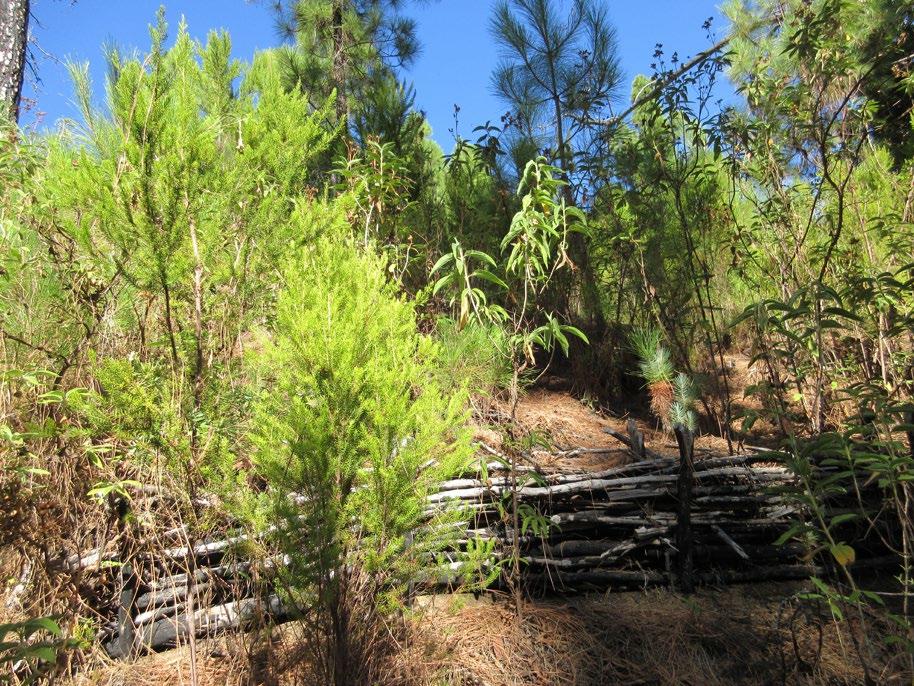 Obiettivo della ricerca Caratterizzare la risposta vegetazionale post-incendio (10