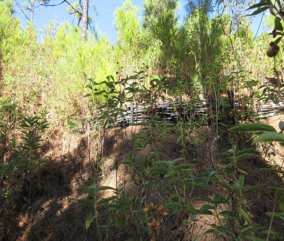 Conclusioni L impiego di strutture di bioingegneria ha contribuito l affermazione e sviluppo della rinnovazione di Pinus canariensis C. Sm.