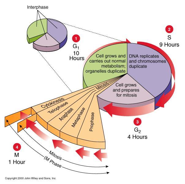 Interfase comprende le fasi G 1, S, and G 2 Sintesi di macromolecole durante la fase G 1 Duplicazione del DNA durante la fase S.