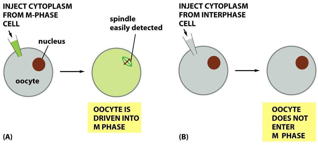 Figure 18-7 Essential Cell